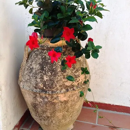 Mediterraneo Panzió Anacapri